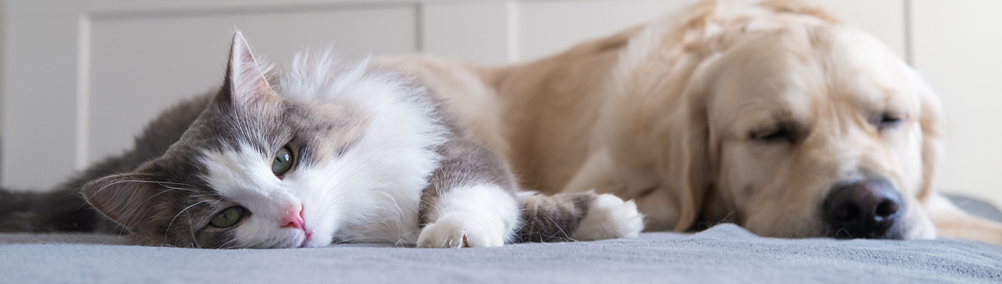 Cat and sleeping dog lying on a bed